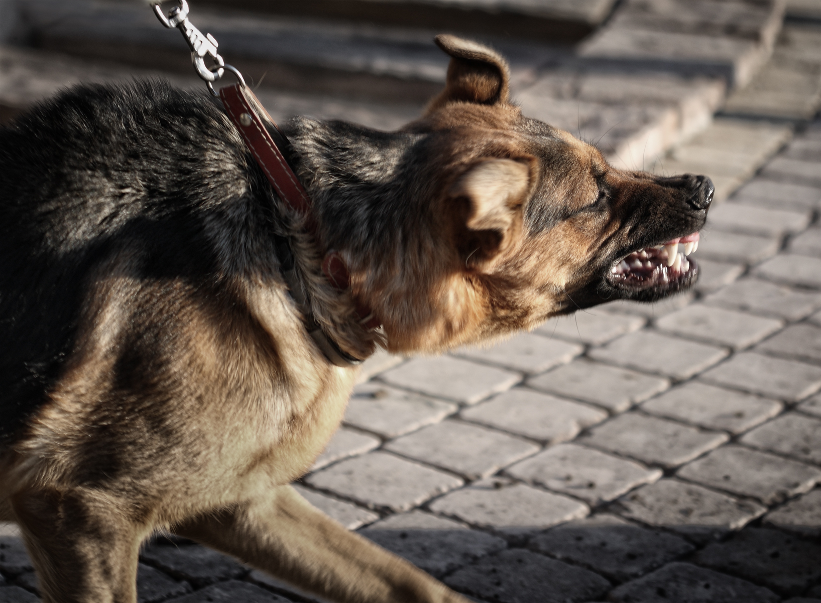 an aggressive dog to represent the dog bite attorneys of Howell & Thornhil